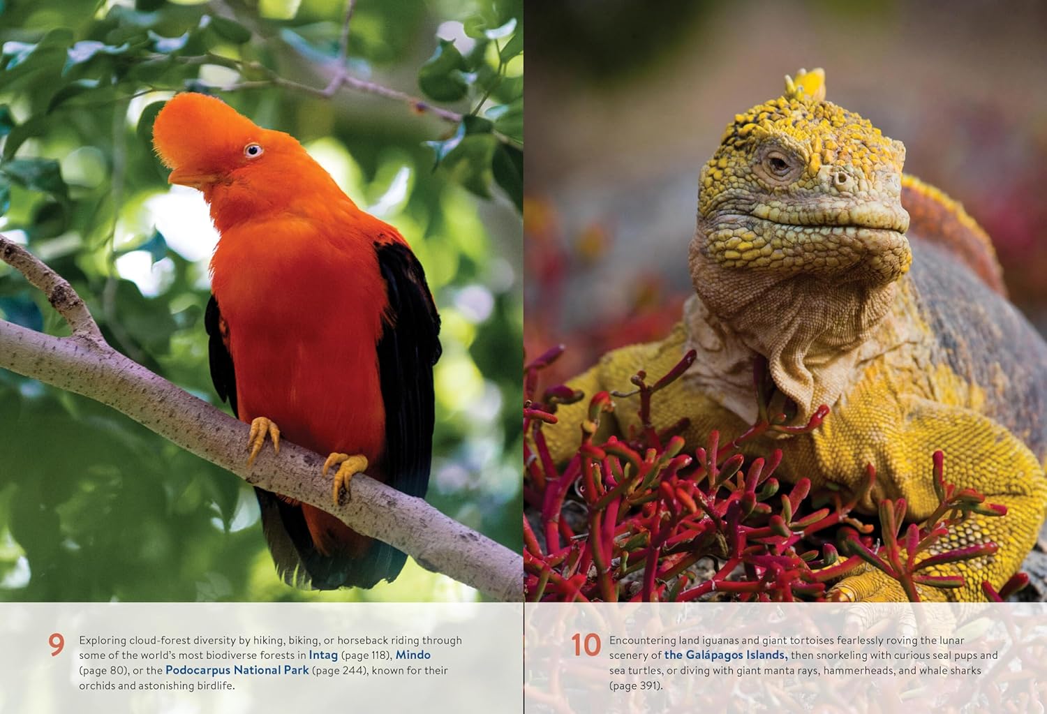 Moon Ecuador & the Galápagos Islands: Outdoor Adventure, Indigenous Culture, Sustainable Travel (Moon Latin America & Caribbean Travel Guide) - Image 4